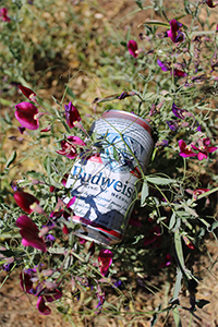 Budwiser Can